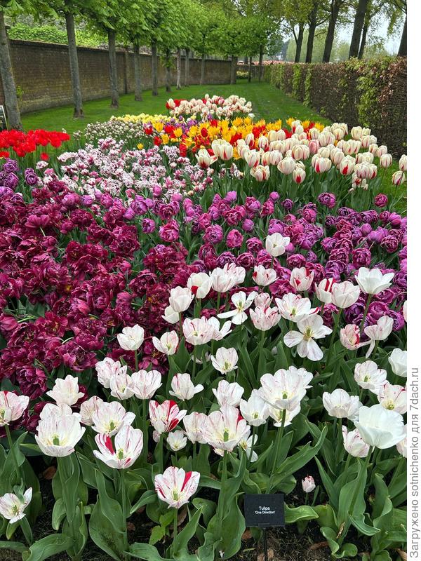 Tulipa &#39;One Direction &#39;.