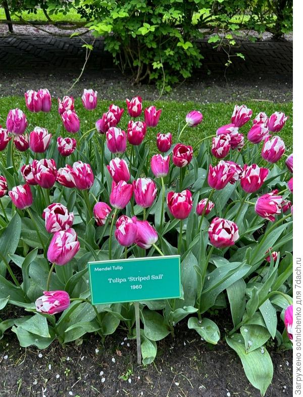 Tulipa &#39;Striped Sail &#39;  1960.