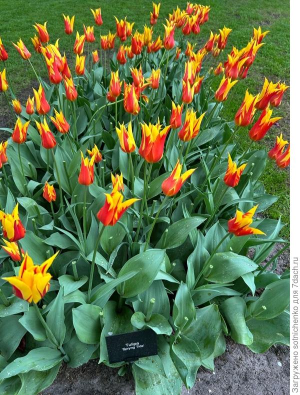 Tulipa &#39;Sptyng Tido &#39;