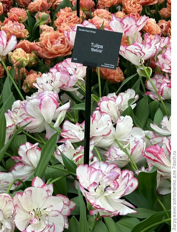 Tulipa &#39;Belicia&#39;