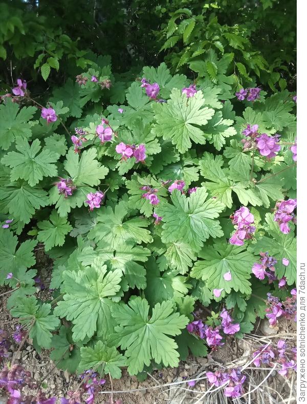 Цветение герани на более освешенном месте.
