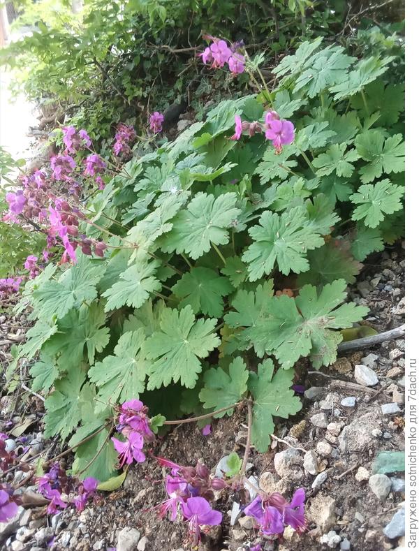 Цветение герани на небрльшом склоне. Вчерашние фото.