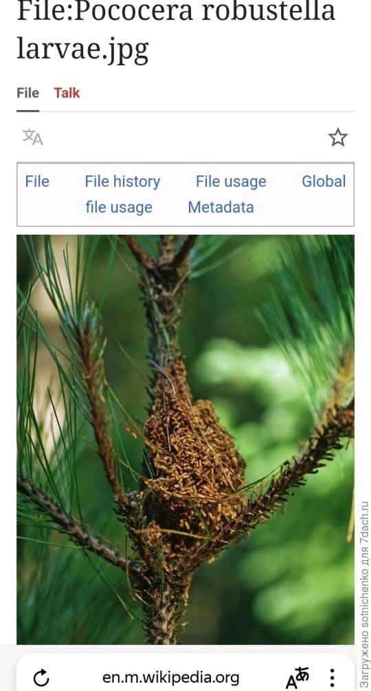 Сосновая пяденица.