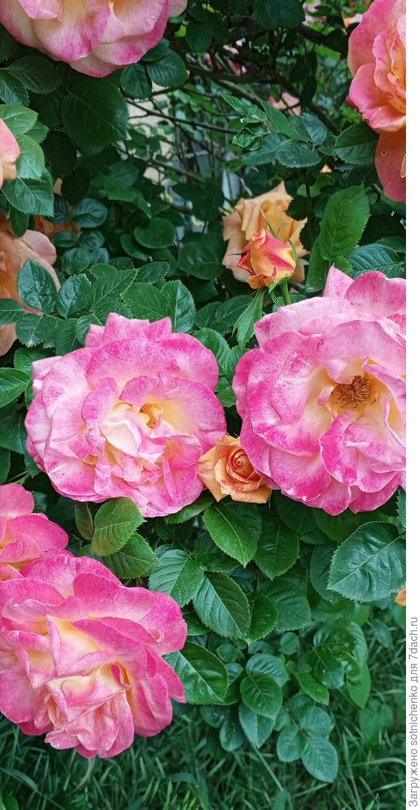 Ближе к концу цветения цвет насыщенно розовый, затем светлее. Размер цветка крупный до 15 см в диаметре  одиночный