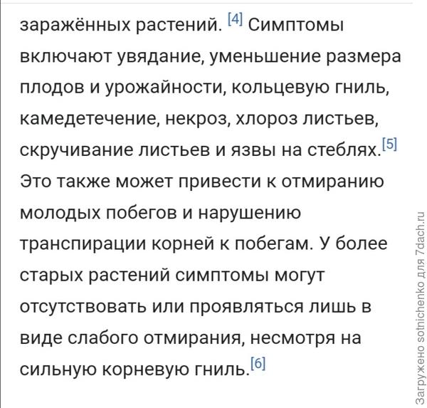 Симптомы Фитофторы.