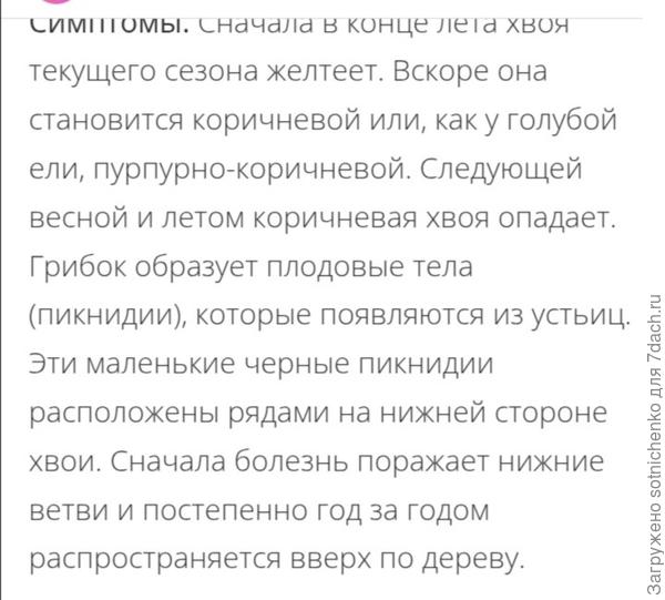 Симптомы Ризосфера игольчатой.