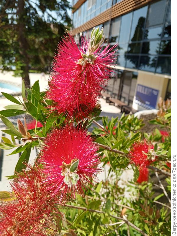 Калистемон лимонный, фото сделала в начале июня.