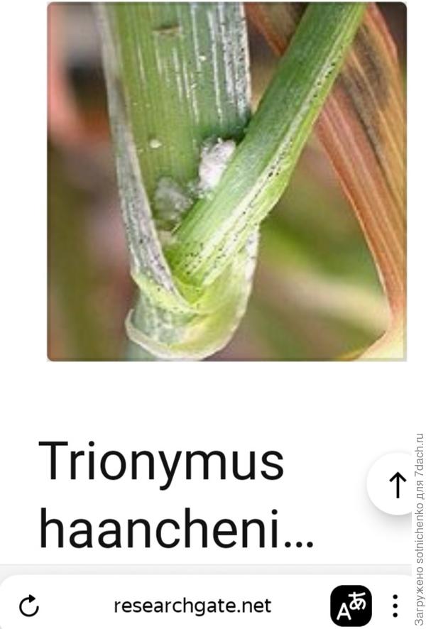 Ячменный Мучнистый червец.