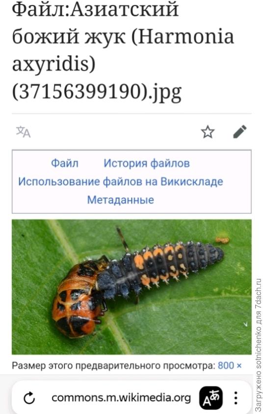 Личинки Божьей коровки - Арлекин