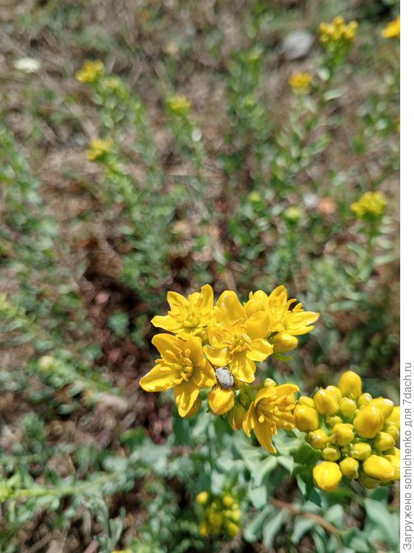 Высота около 40 см.