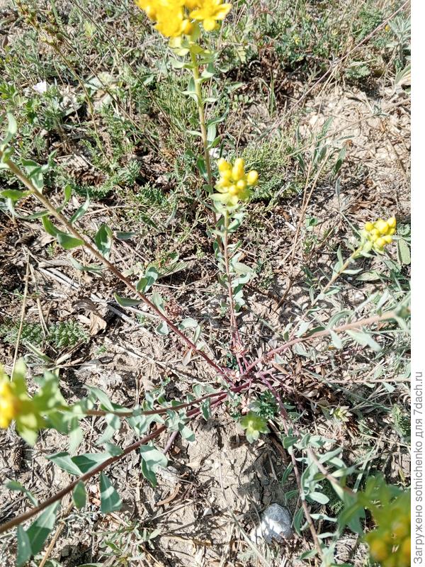 Сегодняшнее фото, с. Перевальное Крым.