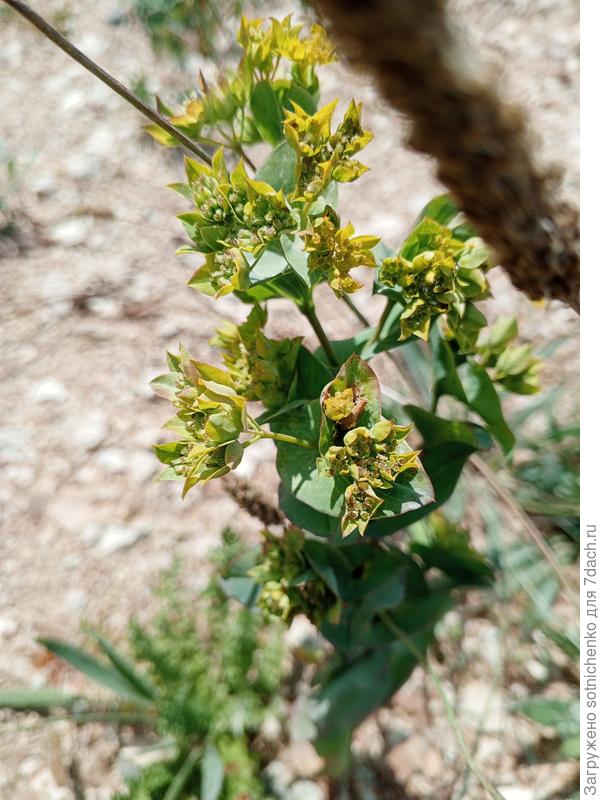 Дикорастущее, высота около 40 см.