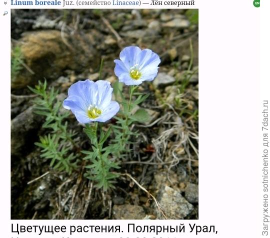 Лен северный на сайте Плантариум.
