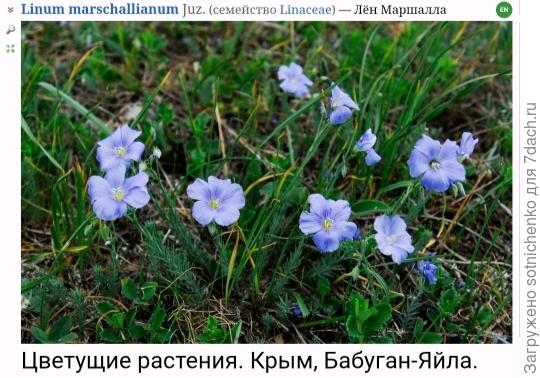 Лен Маршалла на сайте Плантариум