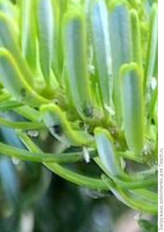 Приблизилась фрагмент веточки с хвоей.