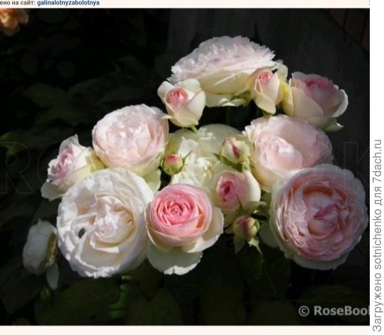 &#39;Пьер де Ронсар &#39;, фото на сайте rosebook. ru