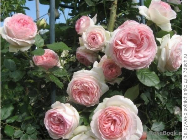 &#39;Пьер де Ронсар &#39; на сайте rosebook .ru