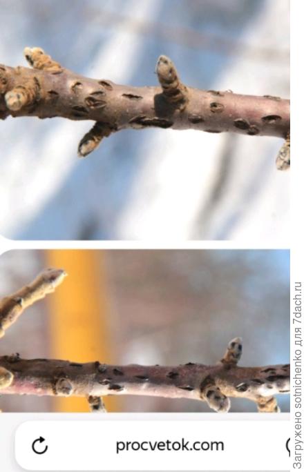 Повреждения Буффахоской цикадкой