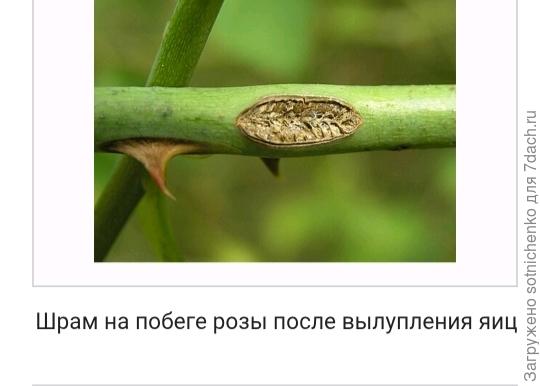 Розанный пилильшик. Фото на сайте Википедия.