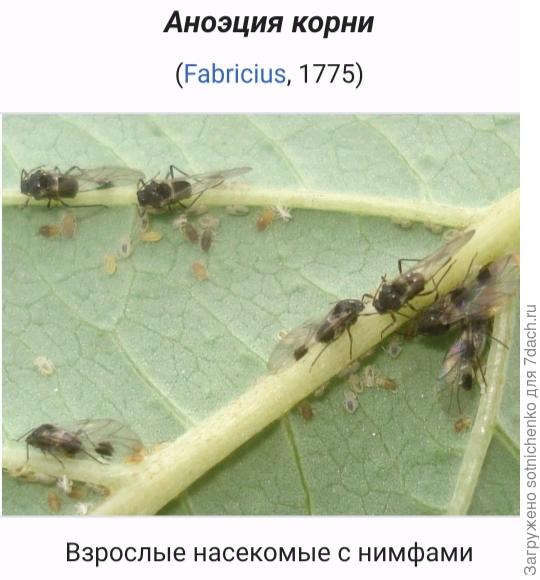 Кизиловая тля на сайте Википедия.