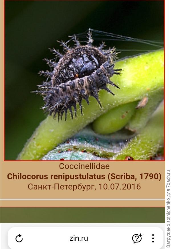 Личинка Почковидного хилокоруса.
