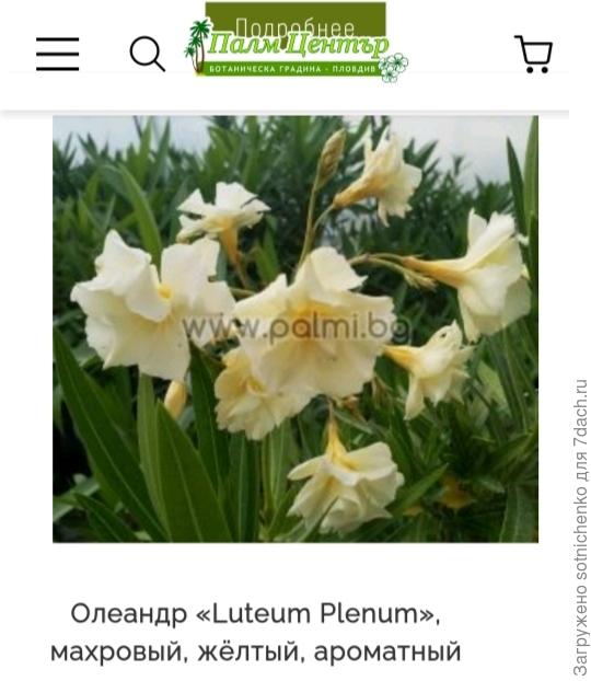 Сорт Олеандра &#39;Luteum Plenum &#39;. На сайте palmi. bg&gt;Oleander varieties