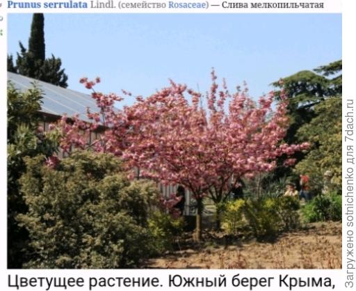 Фото на сайте Плантариум.