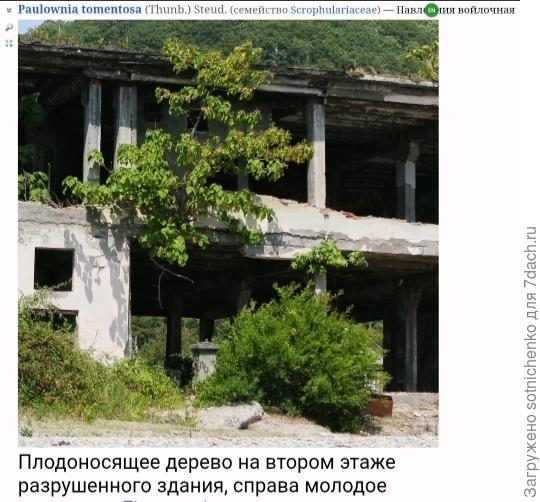 Фото на сайте Плантариум.