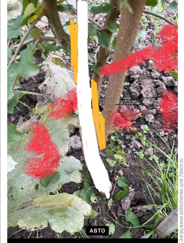 Оставляем один штамб. Выделен белым цветом.