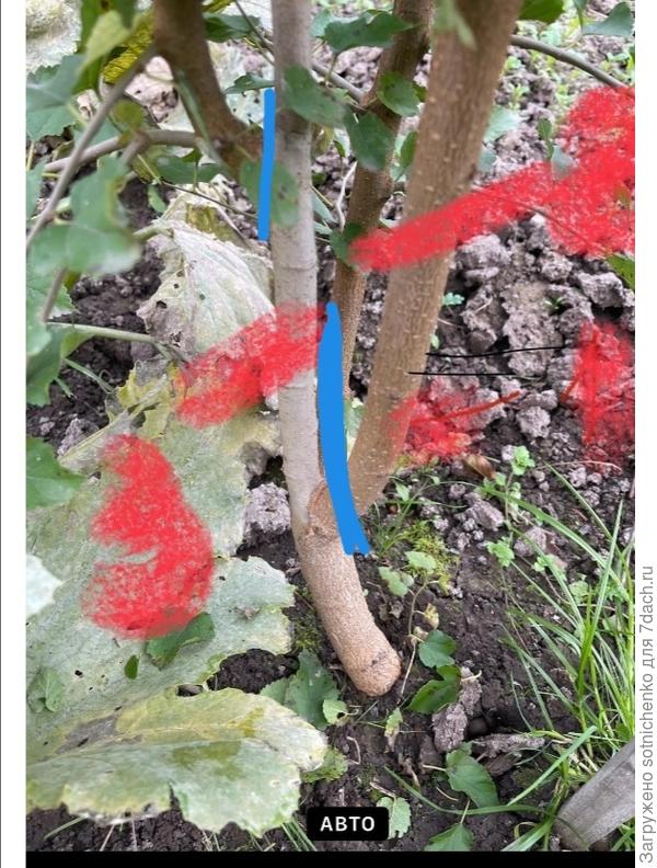 Остальные ветки вырезаем вплотную к штамбу (голубым цветом)