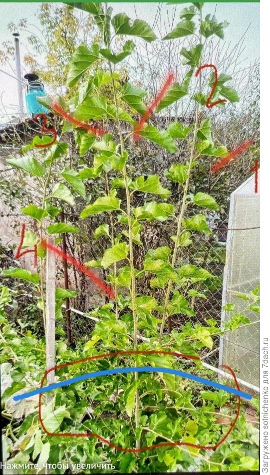 Вырезаем все &quot;вверх смотрящие&quot; ветки. Отмечено голубым.