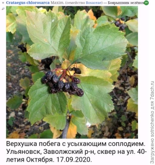 Боярышник зеленомясый на сайте Плантариум.