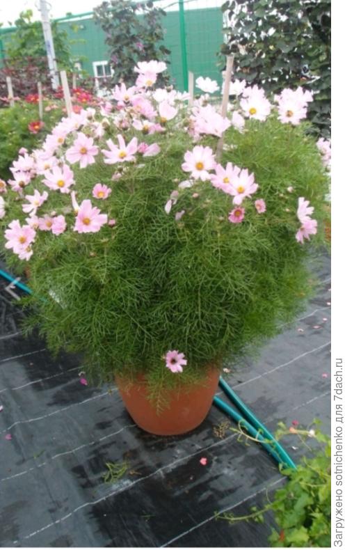 Фото из интернета.  Космея.