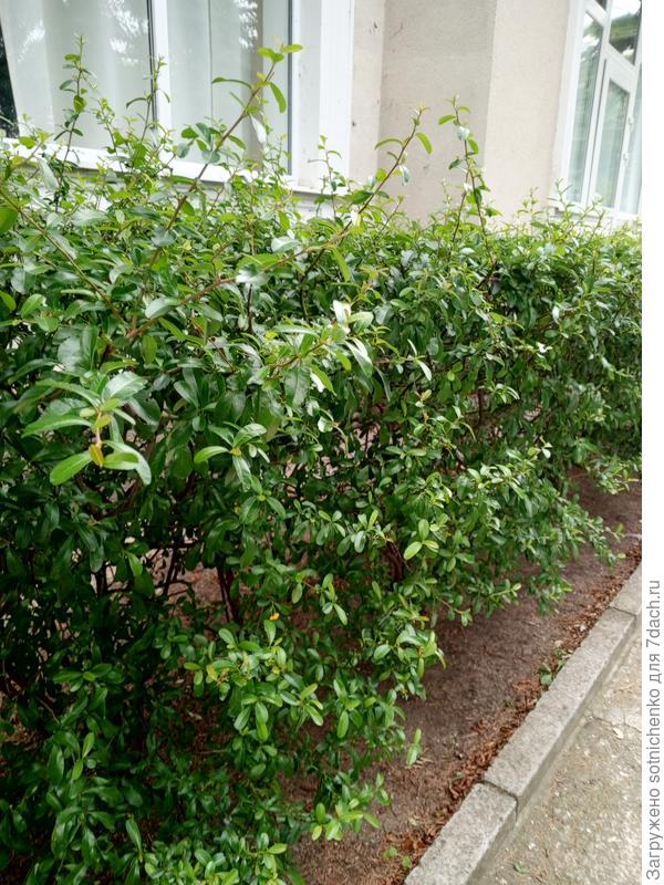 Пираканта в тенистом месте.