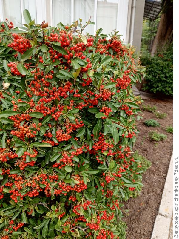 Пираканта на солнечной стороне. Вчерашнее фото. Гурзуф.