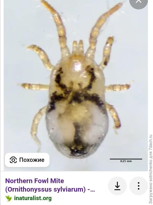Северный птичий клещ.