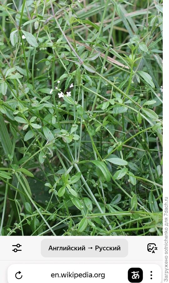 Galium palustre.