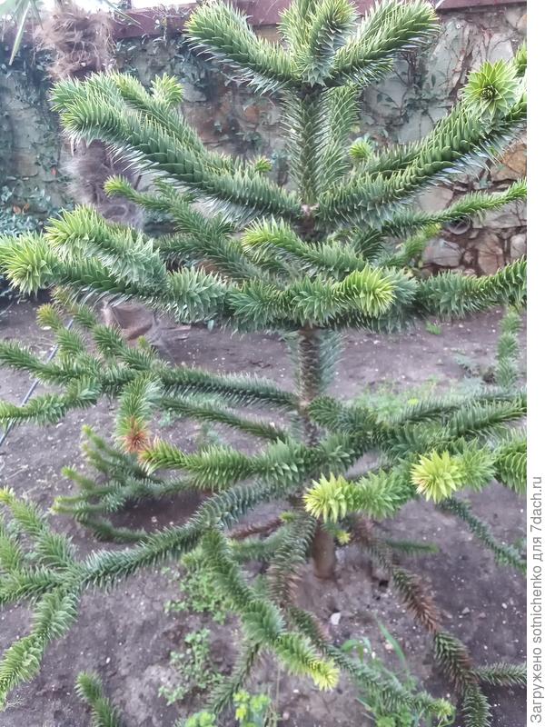 Араукария чилийская, фото сделала в конце осени 2022 года в пгт Гурзуф.