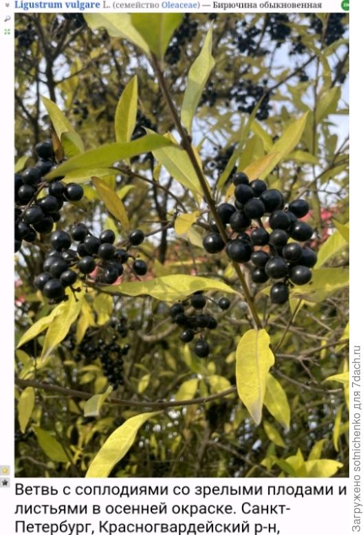 Бирючина обыкновенная на сайте Плантариум.