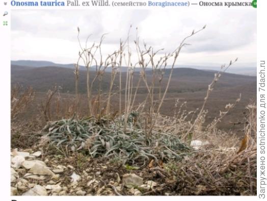 Оносма крымская на сайте Плантариум.