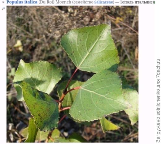 Поросль Тополя итальянского, фото на сайте Плантариум.