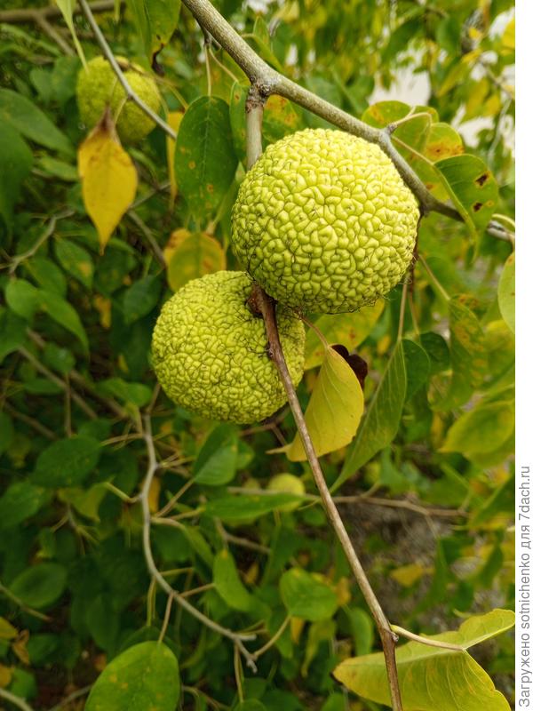 Маклюра яблоконосная или оранжевая. 15.10.25. Мои фото.