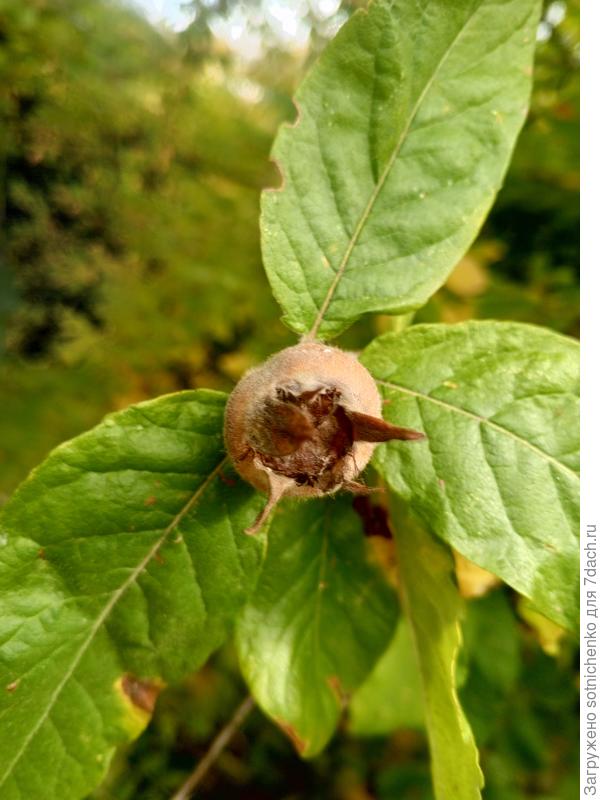 Мушмула германская пгт Гурзуф 31.10.2025.  Мои фото.