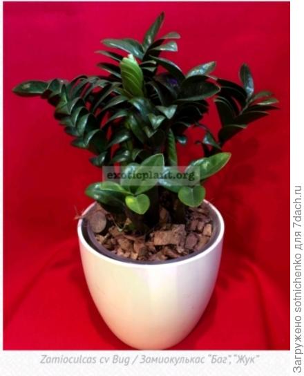 Замиокулькас 'Жук ' ина сайте exoticplant. org