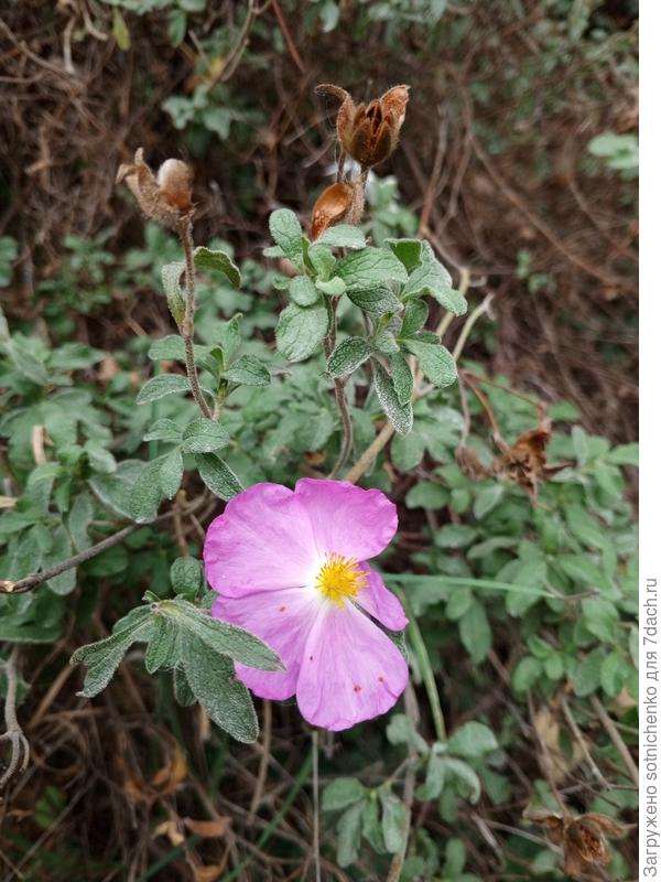 Ладанник крымский в природе, парковая зона Гурзуф.
