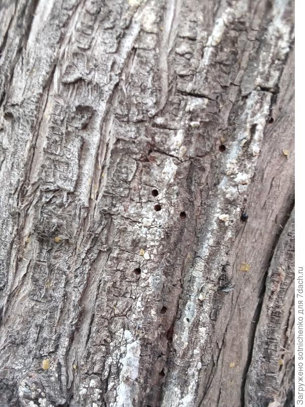 Летные отверстия на кипарисе вечнозеленом скорее всего от Златки кипарисовой.