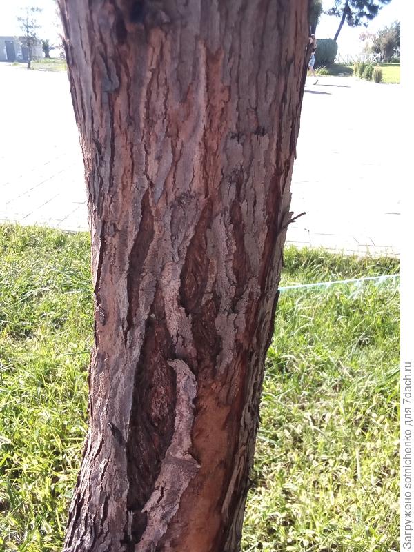 Эвкалипт, фото сделала в октябре прошлого года, Адлер.