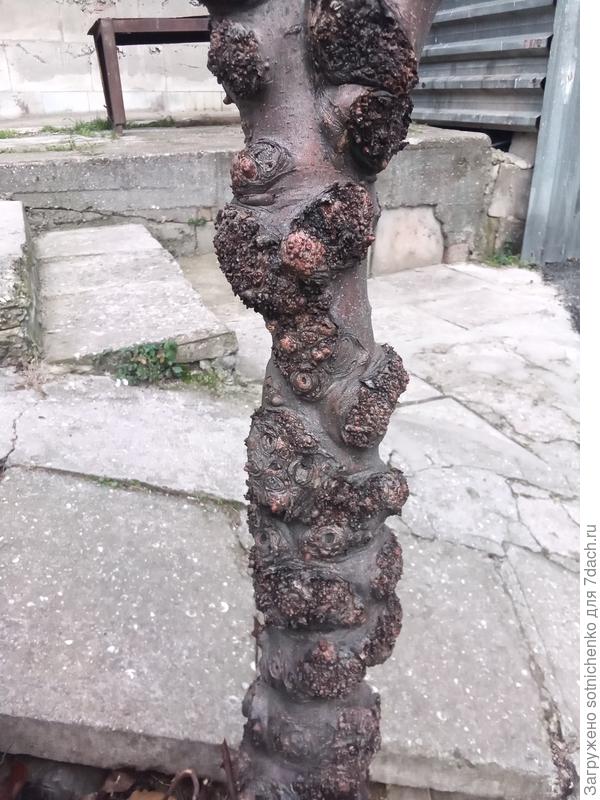 Воздушные корни у яблони, фото сделала в Гурзуфе два года назад.