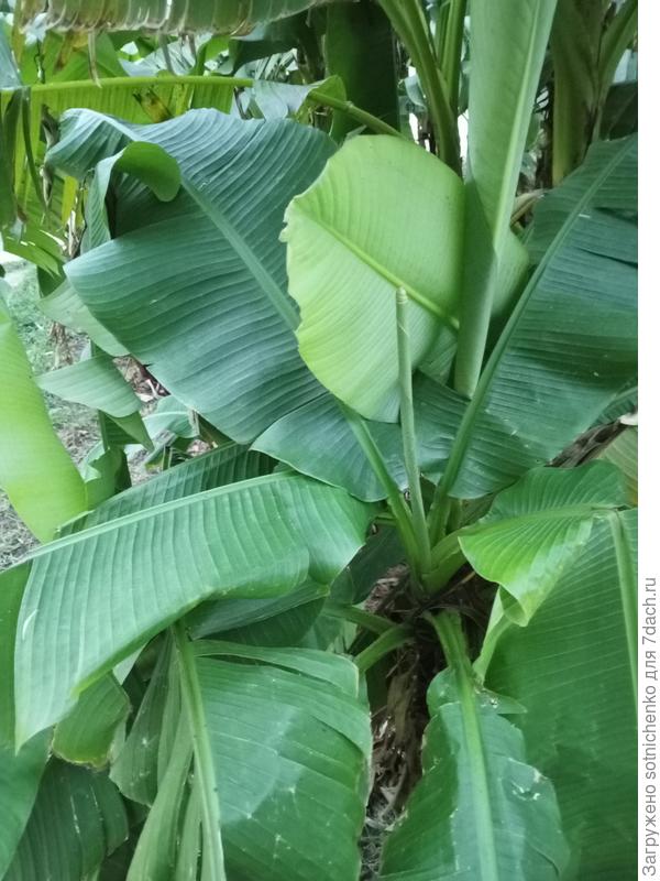 Банан японский. Моё вчерашнее фото.