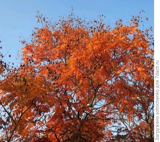 Кольрейтерия метельчатая, фото на сайте Википедия.